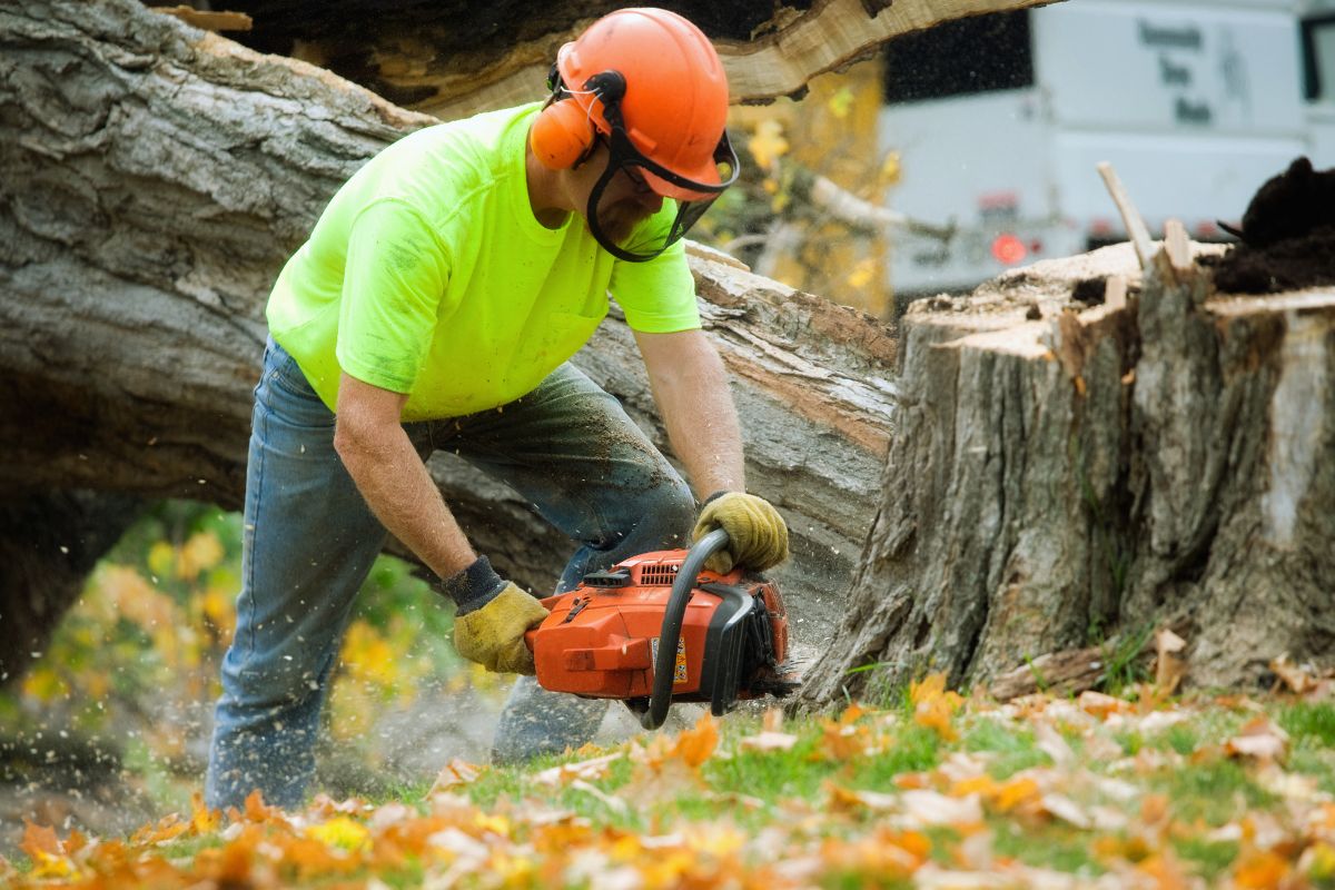 Digital Marketing Tips for Tree Service Companies